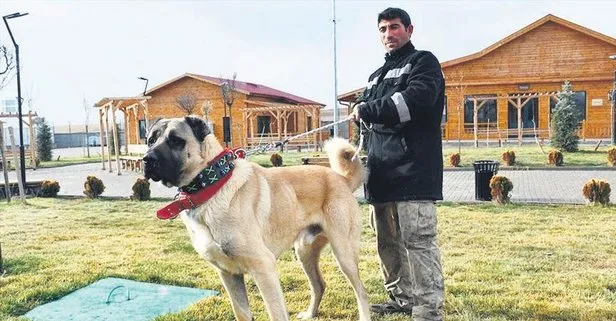 Sivas’ta Kangal köpeği Cesur’un henüz doğmamış yavruları için talep çok Yaşam haberleri