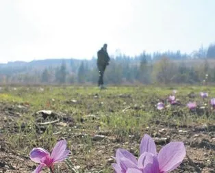 Hasat başladı