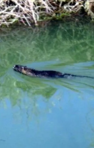 Edirne’de maymun şoku