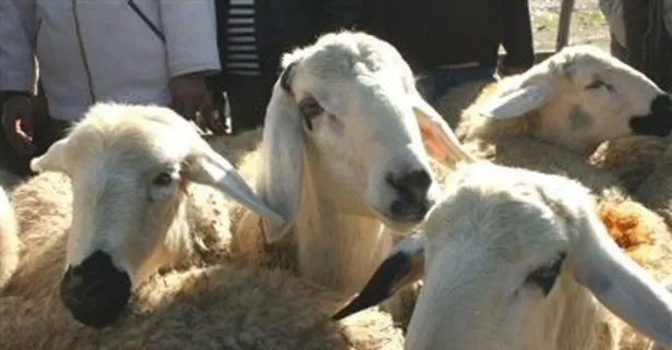 kurban kesimi nasil niyet edilir