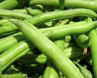 Kolesterole yeşil fasulye