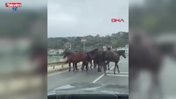 Beykoz'da başıboş atlar trafiği birbirine kattı: O anlar kamerada!