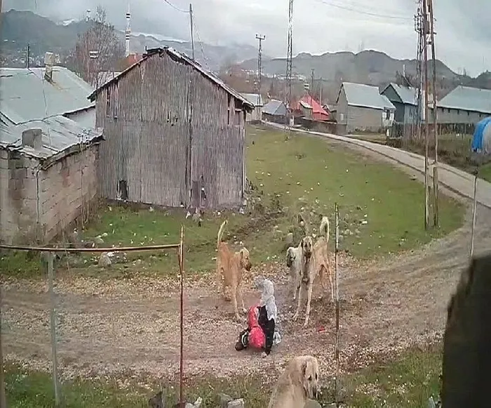 musta-kopeklerin-saldirisinda-yaralanan-medine-kiziltas-yasadigi-korkuyu-anlatti-kopeklerin-toplatilmasini-cok-1702730850606.jpeg Muş'ta köpeklerin saldırısında yaralanan Medine Kızıltaş yaşadığı korkuyu anlattı: Köpeklerin toplatılmasını çok istiyorum-2