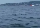 İstanbul Büyükada'da yaşlı bir kadın denize düştü