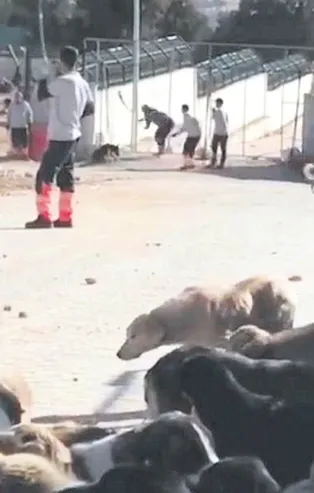 Konya'daki barınakta kürekle köpeği öldüren iki cani tutuklandı