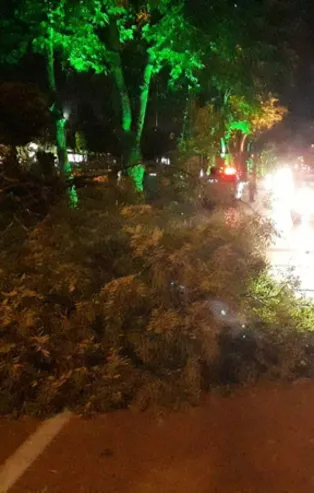 Malatya'da ağaç dalı devrildi, yol kapandı