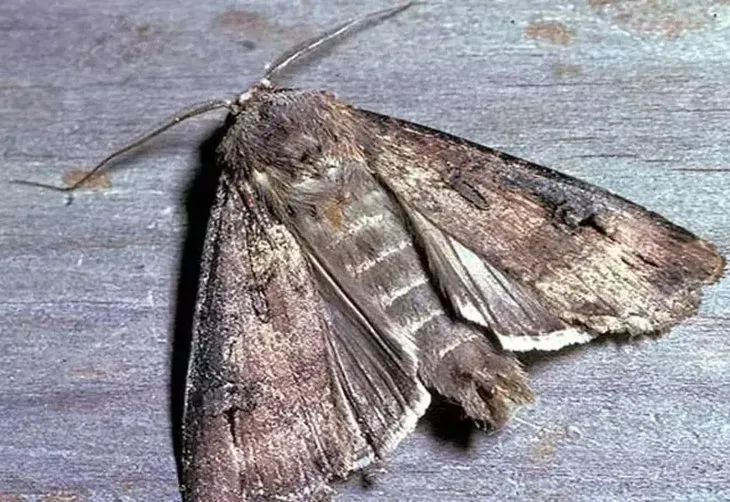 1-2-damla-damlatmak-yeterli-evdeki-guvelerin-kokunu-kaziyacak-dogal-yontem-1714072224607.jpeg Evdeki güvelerin kökünü kazıyacak doğal yöntem: 1-2 damla damlatmak yeterli!-3