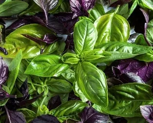 Kansere fesleğen Alzheimer’a biberiye