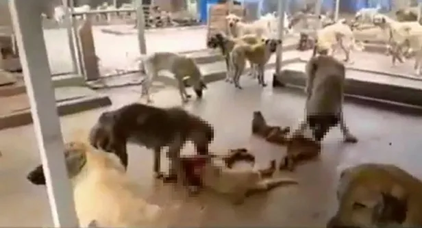 Adana'da kan donduran iddia: Köpekler koronavirüs yüzünden birbirlerini yedi!-1