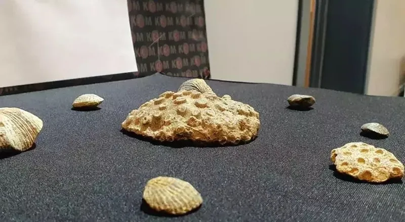 kayseride-10-milyon-yillik-fosil-bulundu-miyosen-donemine-ait-8-parca-1711542677063.jpeg Kayseri'de 10 milyon yıllık fosil bulundu: Miyosen dönemine ait 8 parça-3