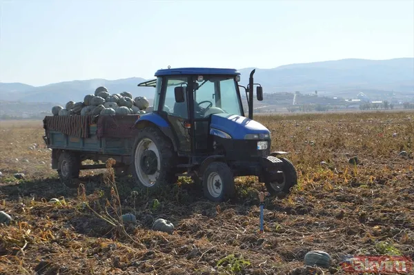 100 milyon lira gelir! Afyonkarahisar'da bal kabağında 50 bin ton rekolte bekleniyor - 9