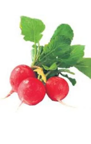 Kadırlı turpu sevindirdi