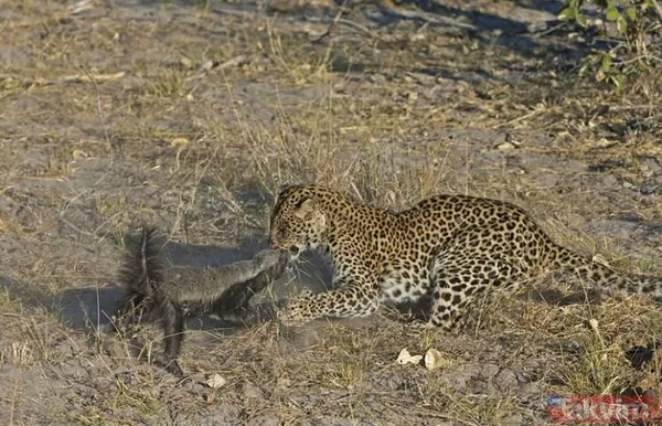Aslan ve kaplanın (kavgası) karşılaşması hayrete düşürdü! - 17