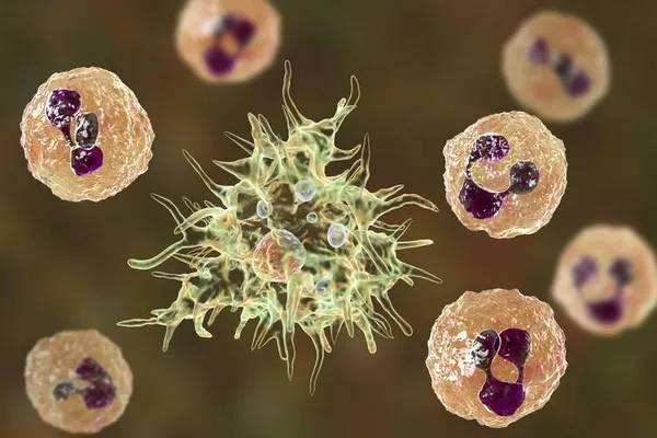 Koronavirüsle savaşan ABD'ye bir şok daha! Şebeke suyuna beyin yiyen amip karıştı! Beyin yiyen amip nedir? Beyin yiyen amip belirtileri nelerdir?-2