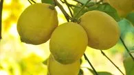 Limon hastalıklara son