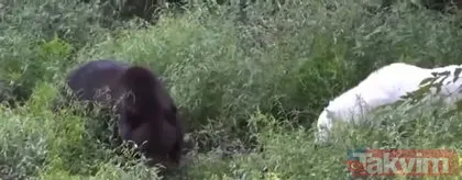 Dev pitonun yuvasına girdi! Böylesi daha önce hiç görülmedi ölümü göze aldı