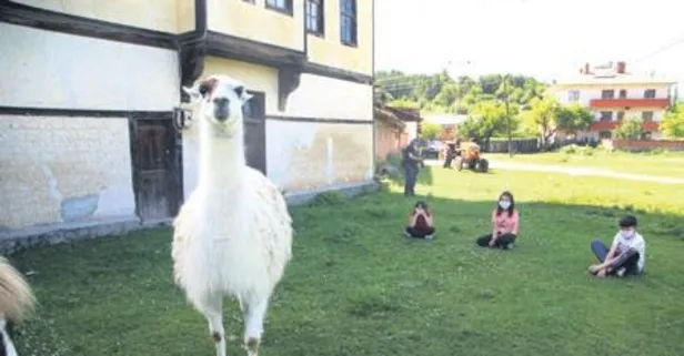 Kastamonu’daki Pamuk isimli lama ilgi odağı oldu