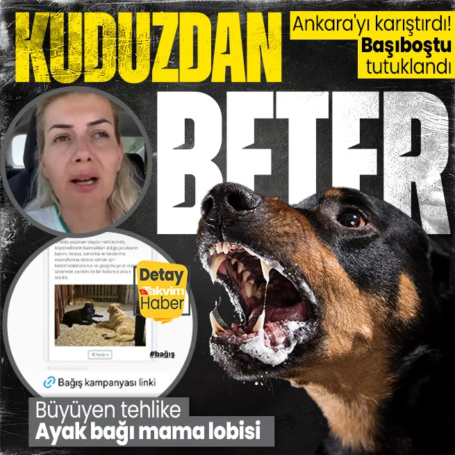 Kim bu Ankarayı karıştan köpekvelisi? Karantinayı deldi peygamberler şehrine hakaret etti: Büyüyen kuduz tehlikesi, ayak bağı mama lobisi