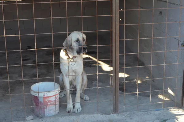 30-bin-tl-degerindeki-malakli-cinsi-kopegi-calindi-bulana-gorene-ve-haber-verene-yarim-altin-verecek-1633604197486.jpg 30 bin TL değerindeki 'Malaklı' cinsi köpeği çalındı! Bulana görene ve haber verene yarım altın verecek-4