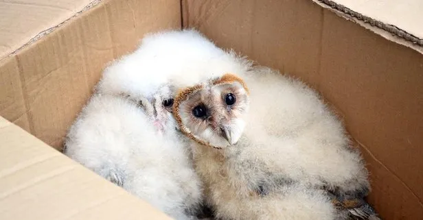 Sakarya Karasu’da 15 gün boyunca evin çatısından gelen esrarengiz seslerin baykuş yavruları olduğu ortaya çıktı