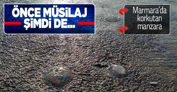 Marmara’da büyük tehlike! Müsilajdan sonra bu