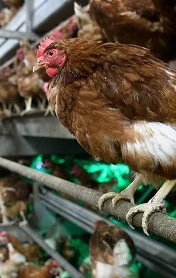 Almanya'da kuş gribi yayılıyor