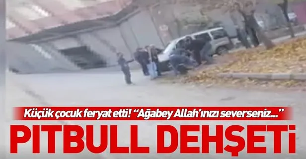 Gaziantep’te pitbull dehşeti! 12 yaşındaki çocuğa saldırdı