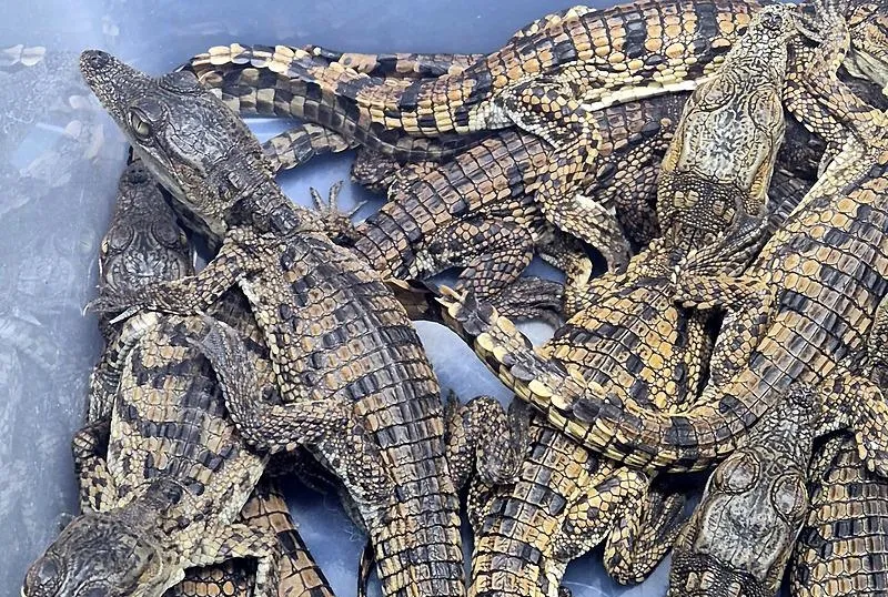 Valizden timsah çıktı!