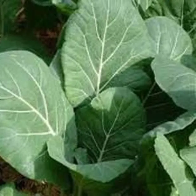 Karalahana ülsere çare