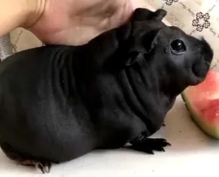 Yavru köpek diye aldılar ama bakın ne çıktı