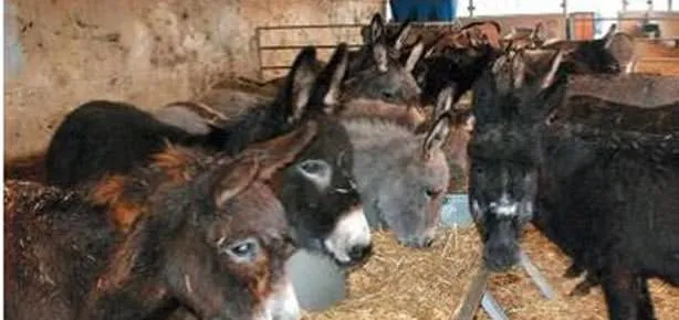 Eşek sütü bankası