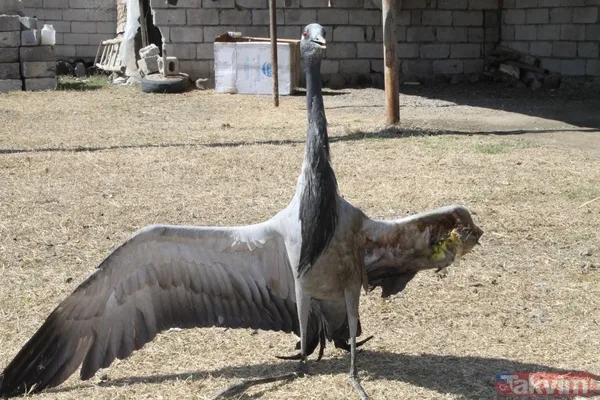 Türkiye'de 17 yıl sonra bir ilk! Telli turnalar yuva kurdu - 15