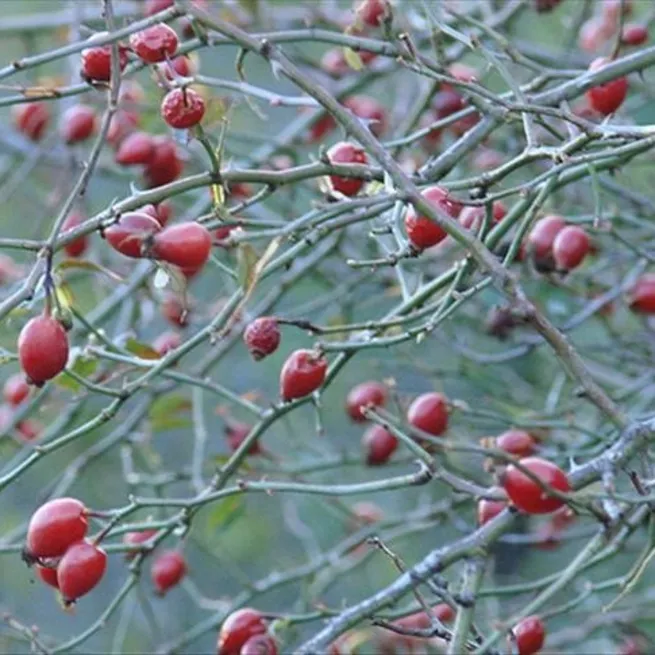 Kabızlığa kuşburnu
