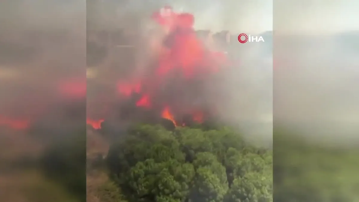 Başakşehir'de ormanlık alanda yangın! Ekipler bölgede