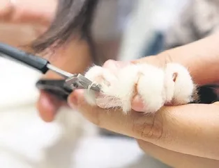 Özgürlük bu değil!