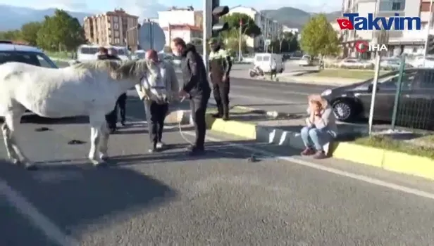 Ata çarpan kadın gözyaşına boğuldu