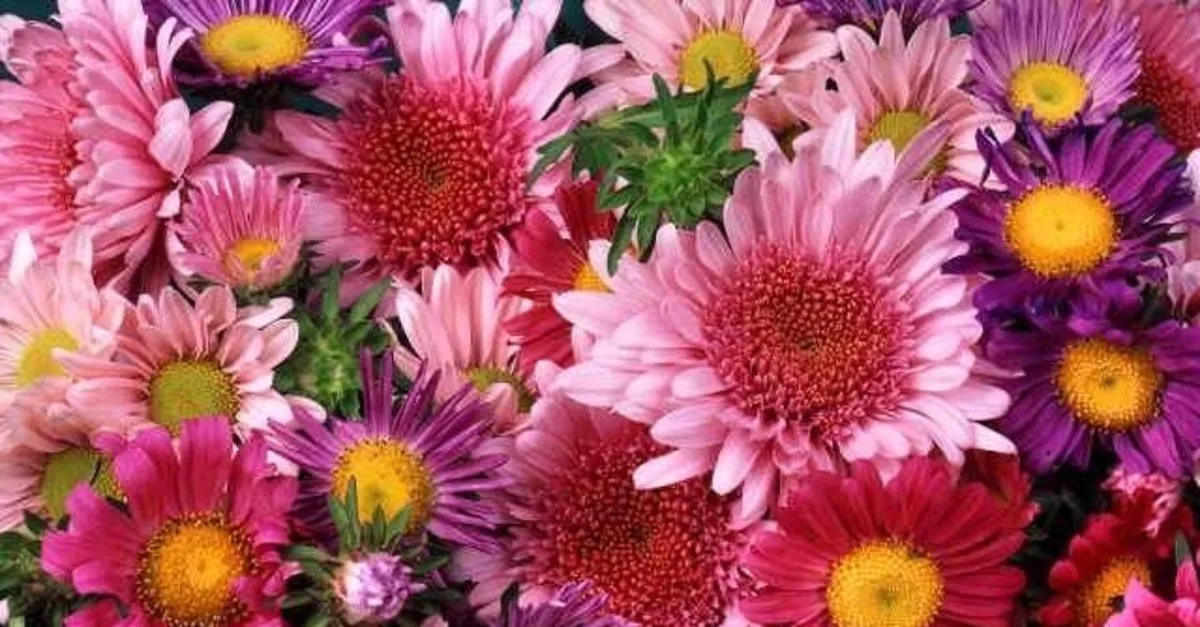 ruyada cicek gormek ne anlama gelir ruyada saksida cicekler gormek neye isaret eder takvim