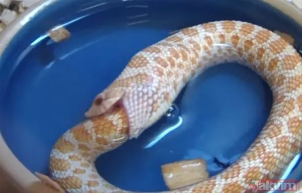 Aslan ve kaplanın (kavgası) karşılaşması hayrete düşürdü! - 28