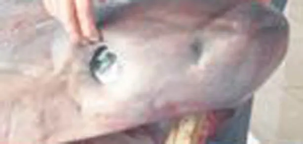 Hamsi değil jaws çıktı