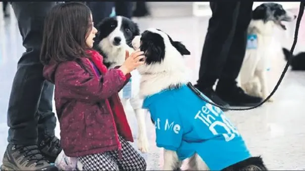 İstanbul Havalimanı'nda terapi köpek hizmeti verilmeye başlandı