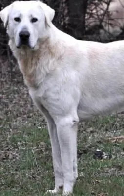 Türkiye'deki köpek ırkları ve özellikleri