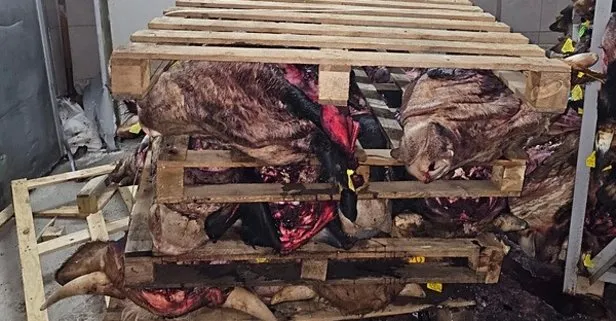 Mide bulandıran görüntüler: Çok sayıda çürümüş büyükbaş hayvan kafası bulundu! Sakatatçılara satılmak için istiflenmiş...