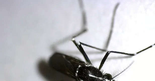 Türkiye’nin tüm sahil kesiminde Asya kaplan sivrisineği alarmı! Özel ekip oluşturuldu!