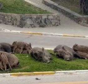 kusadasinda-yaz-sezonu-oncesi-cop-alarmi-chpli-belediyeye-tepki-buyuyor-1778687073819.jpeg Kuşadası’nda CHP’li belediye alarmı! Çöp yığınları ilçeyi esir aldı-3