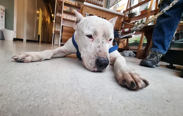 son-dakika-tarim-ve-orman-bakanligi-yasakli-kopek-irklarindan-20-bin-843-kopegin-kayit-altina-alindigini-acikl-1642171914334.jpg SON DAKİKA: Tarım ve Orman Bakanlığı yasaklı köpek ırklarından 20 bin 843 köpeğin kayıt altına alındığını açıkladı-5