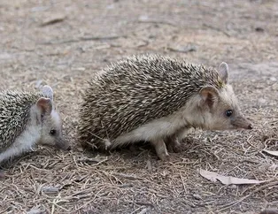 Rüyada kirpi görmek ne anlama gelir?