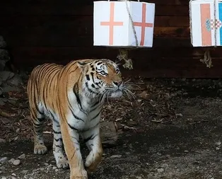 Sibirya kaplanı Bartek finalisti belirledi!