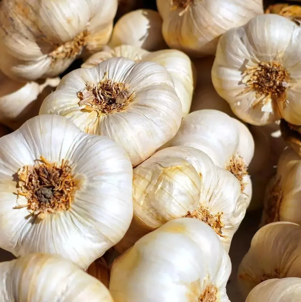 Sarımsak kalpten anlar