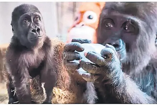 Üzüm, Kömür, Misket, Zeytin hangisi?