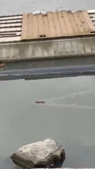 Haliç’te mide bulandıran görüntü! Dev sıçanlar cirit atıyor-2